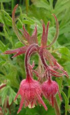 geum_triflorum.jpg
