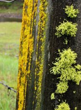 lichens.jpg