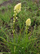 zigadenus_venenosus.jpg
