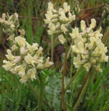 oxytropis_campestris.jpg