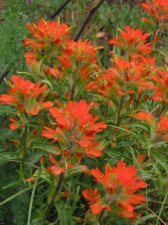castilleja_miniata.jpg