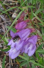 penstemon_fruticosus.jpg