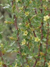 purshiana_tridentata2.jpg