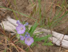 phacelia_linearis.jpg