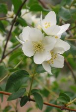 philadelphus_lewisii.jpg