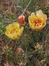 opuntia_fragilis.jpg