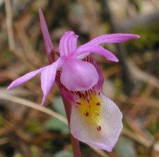 calypso_bulbosa.jpg