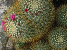 mamillaria_longiflora.jpg