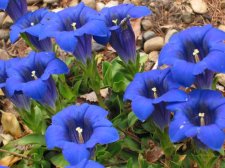 gentiana_clusii.jpg