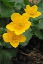 caltha_palustris.jpg