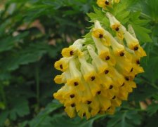 corydalis_nobilis.jpg