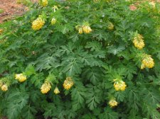 corydalis_nobilis2.jpg