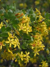 ribes_aurea.jpg