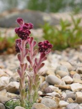 saxifraga_federic_augusti.jpg