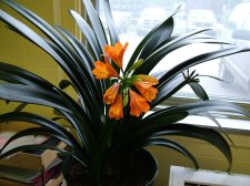 DSCF0173.JPG
