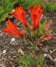 alstroemeria1.jpg
