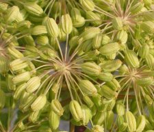 angelica2.jpg