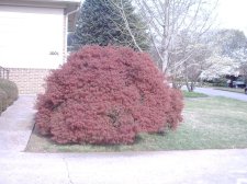 Edgewood's Golden in Huntsville early spring 2004.JPG
