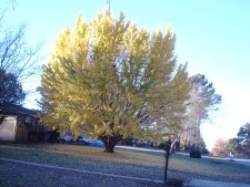 Penny Lane 11-21-03.JPG