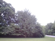 Country Club in leaf.JPG