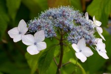 hydrangea1.jpg