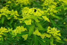 euphorbia.jpg