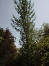 Fastijoe 5-15-2003.JPG