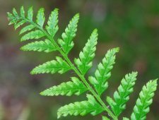 polystichum_b.jpg