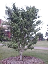 Ginkgo biloba 'Autumn Gold'.JPG