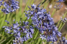agapanthus.jpg