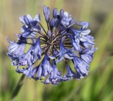 agapanthus2.jpg