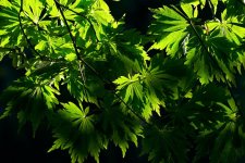 acer_jap_aconit.jpg