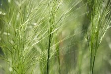 stipa.jpg
