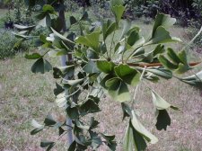 Tubiformis leaves 7-6-04.JPG