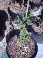 'Tubiformis' my first graft of 4-19-04.JPG