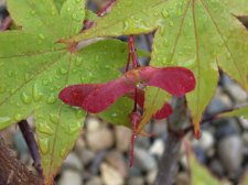 Osakazuki fruits.jpg