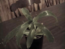 plant.gif