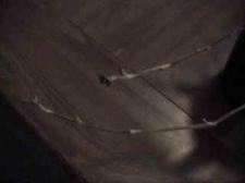 plant2.gif