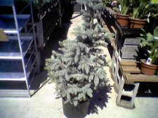holidaytree.jpg