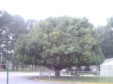 Chinese Evergreen Oak Cullman 6-23-04.JPG