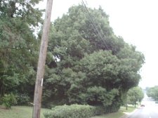 Chinese Evergreen Oak Huntsville AL 7-16-04.JPG