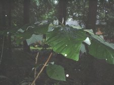 3g Bigleaf Magnolia 7-1-04.JPG