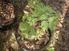 Acer japonicum Oregon Fern 4-14-04.JPG