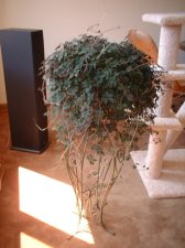 DSCF0087.JPG
