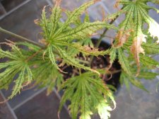 SG Aug 04 OG_1_1.JPG