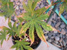 FG Aug 04 OG_3_1.JPG