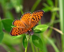 butterfly.jpg