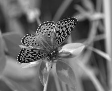 butterfly_green.jpg