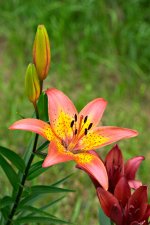 lilium_hybrid.jpg