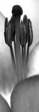 lilium_p3.jpg